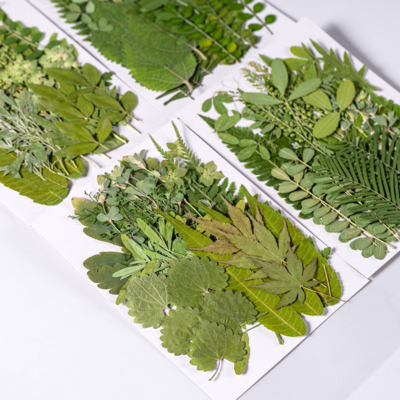 Dried Flower Bookmark - 1 Set 35 pz Pressato Fiore