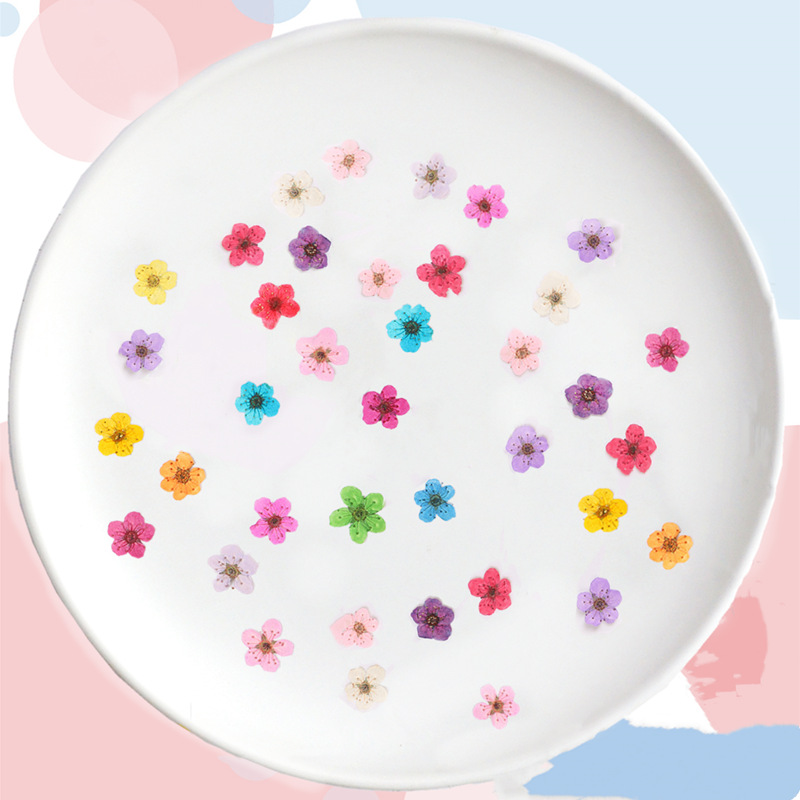 60 pz Mini Pressato Secco Narc - Dried Flower Bookmark recensione e prezzo