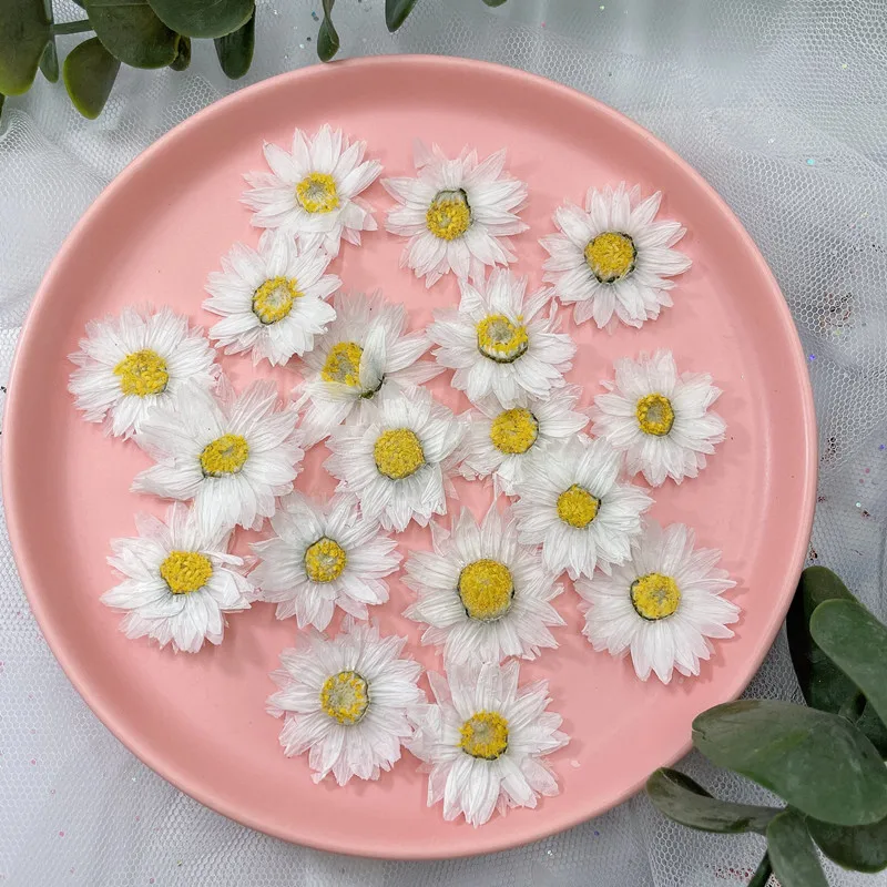 24pcs/2-4CM, petali di fiori p - Dried Flower Bookmark recensione e prezzo