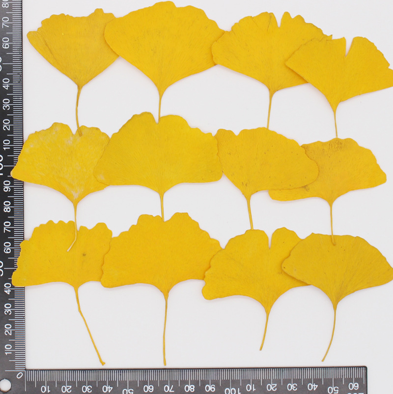 60 Pezzi di Foglie di Ginkgo B - Dried Flower Bookmark recensione e prezzo